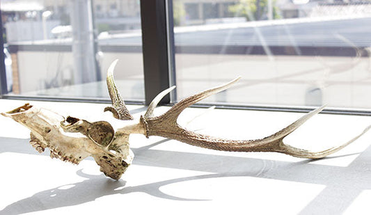 Deer Skull 頂きました！！！嬉しすぎます！！